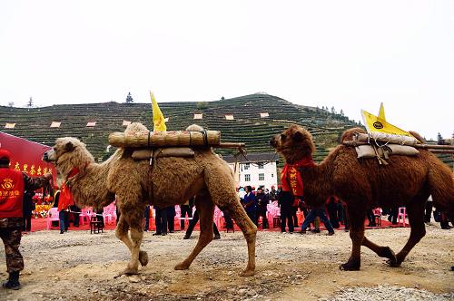 11月30日，驼队载着安化道然黑茶启程。新华社记者 金良快 摄